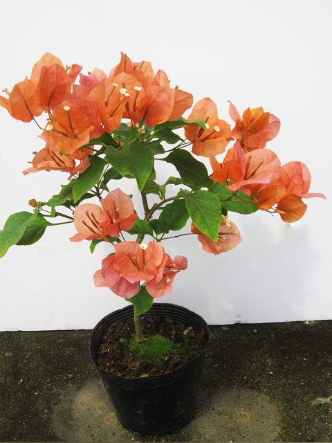 ブーゲンビリア(オレンジ)1鉢 | 苗木のことなら宮崎県緑花木生産協同組合